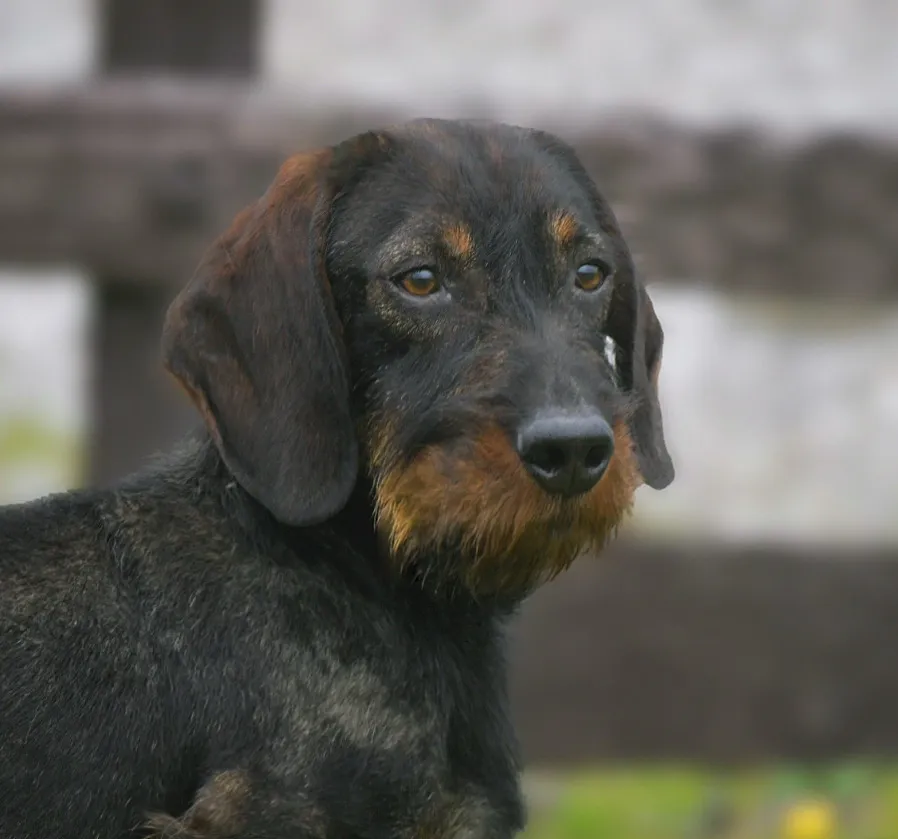 Champion bloodline Teckel stud