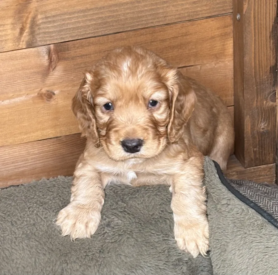 Exceptional Working Cocker Spaniel Litter Born 25th July from Proven FTCh Lines
