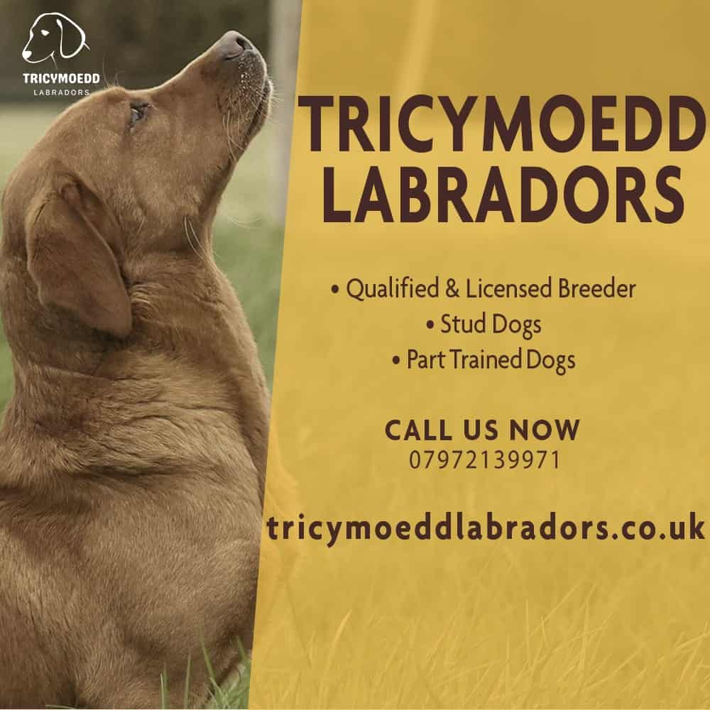 Tricymoeddlabradors.co.uk