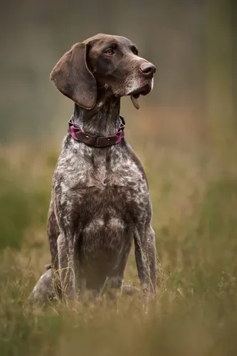 GSP - Puppies