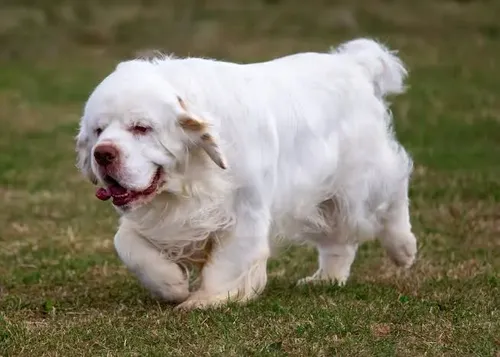 Clumber Spaniel - Puppies