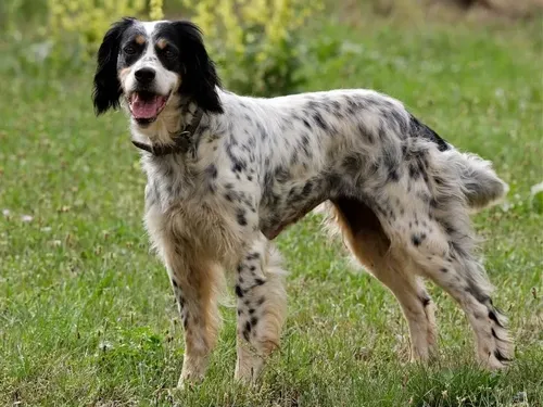 English Setter - Puppies