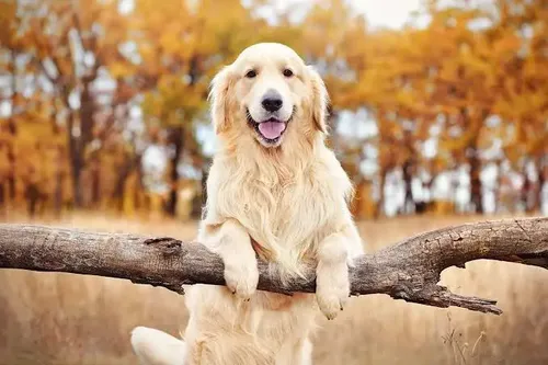 Golden Retriever - Puppies