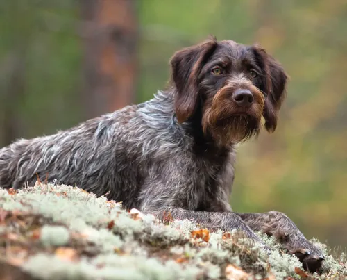 GWP - Puppies