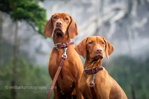 Hungarian Vizsla - Puppies