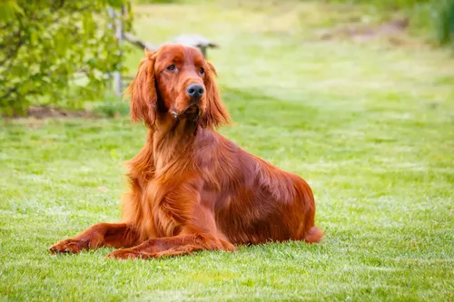 Irish Setter - Puppies