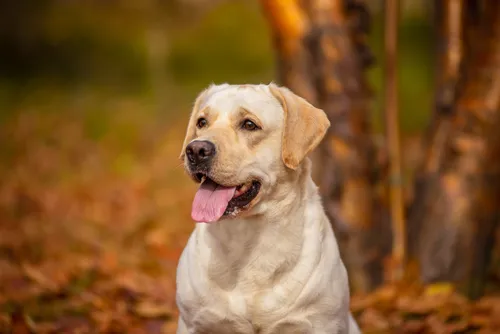 Labradors - Puppies