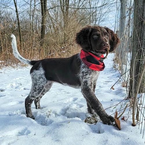 Munsterlander - Puppies