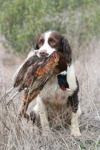 Springer Spaniel - Puppies