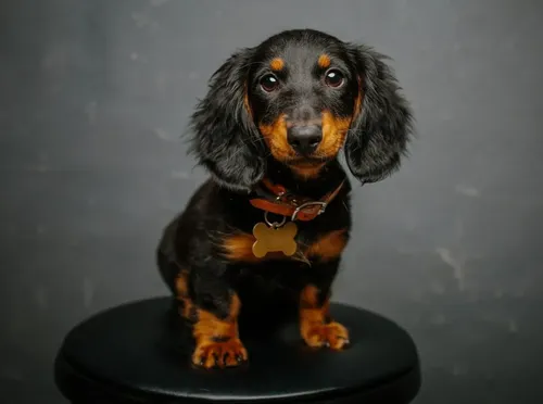 Teckel - Puppies