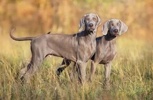 Weimaraner - Puppies