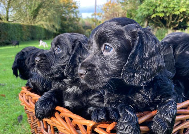 Cons of Advertising Gun Dogs Online