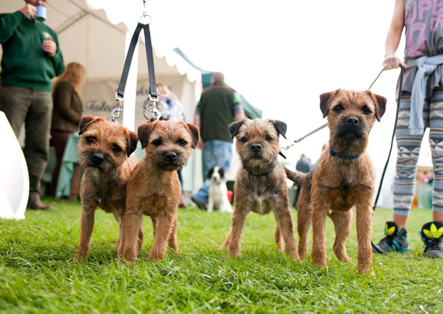 The Advantages of Advertising Your Working Dogs with GunDogsDirect