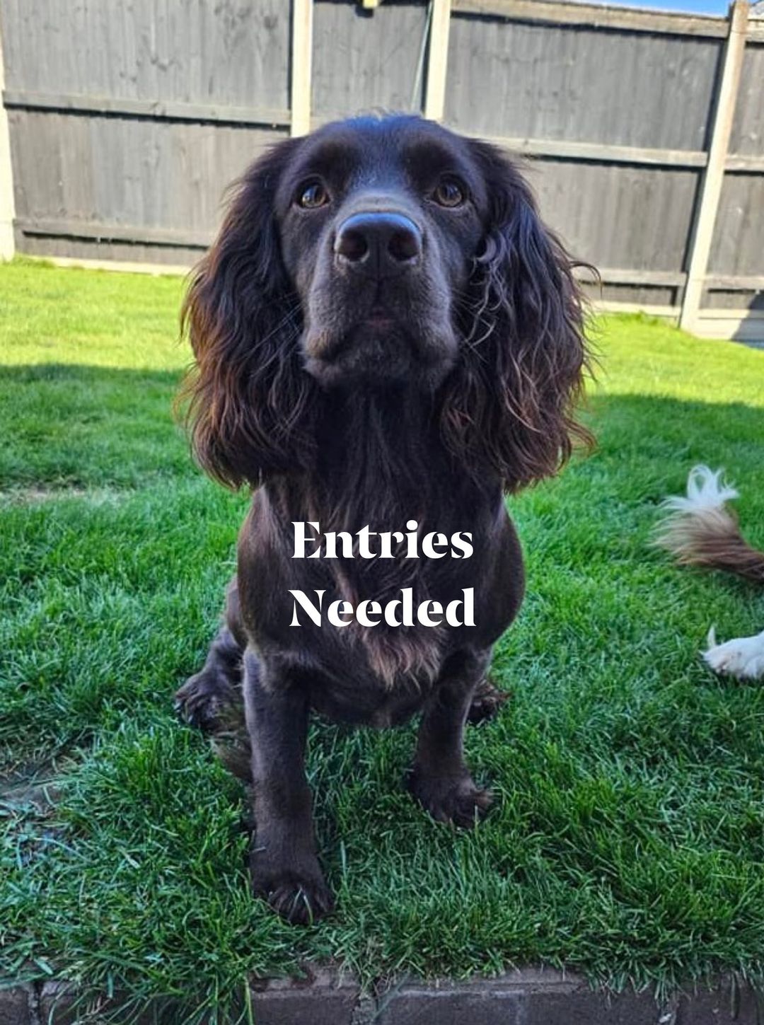 Barton-on-Humber Gundog Club