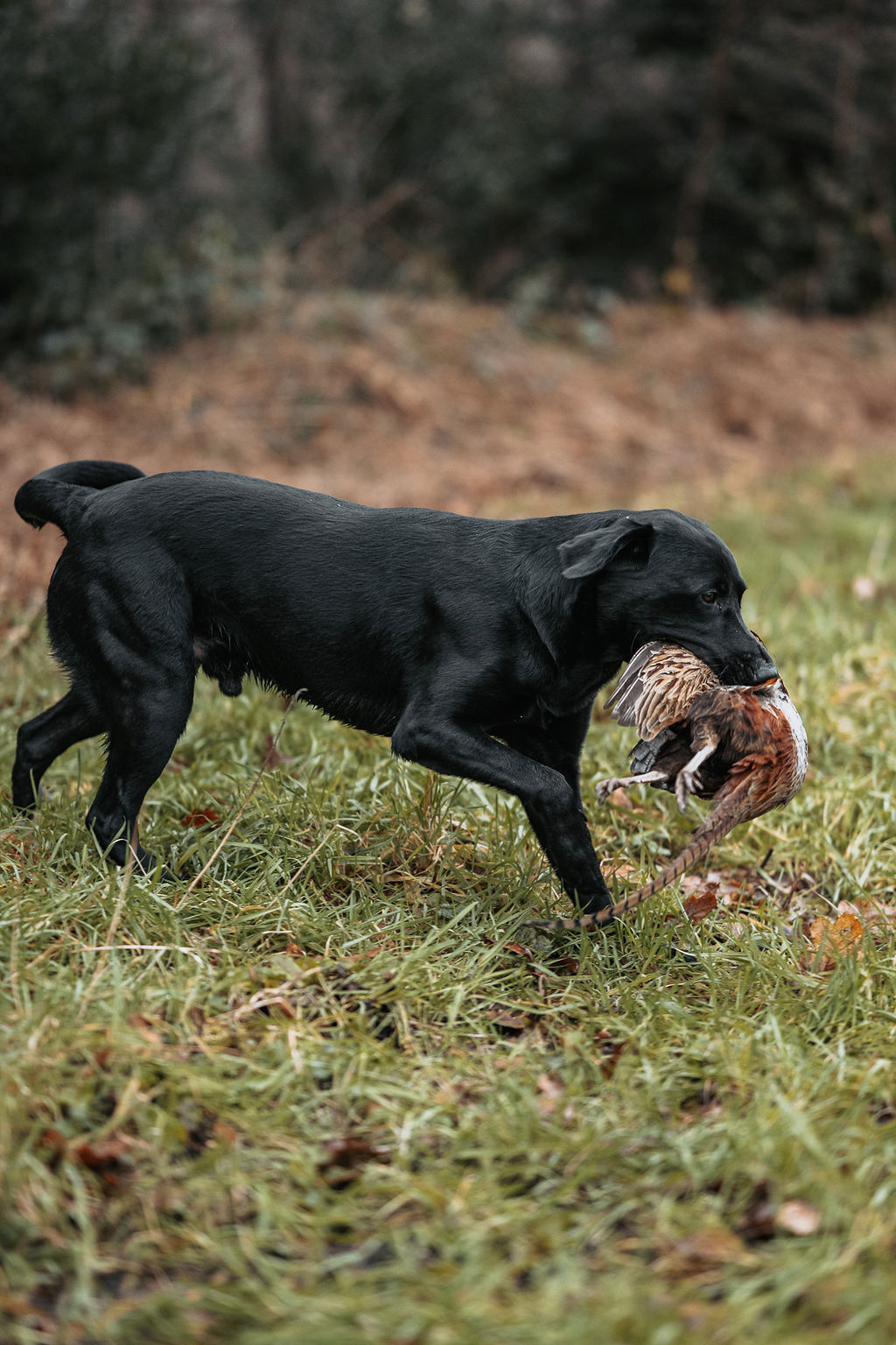 The Chesapeake Bay Retriever
