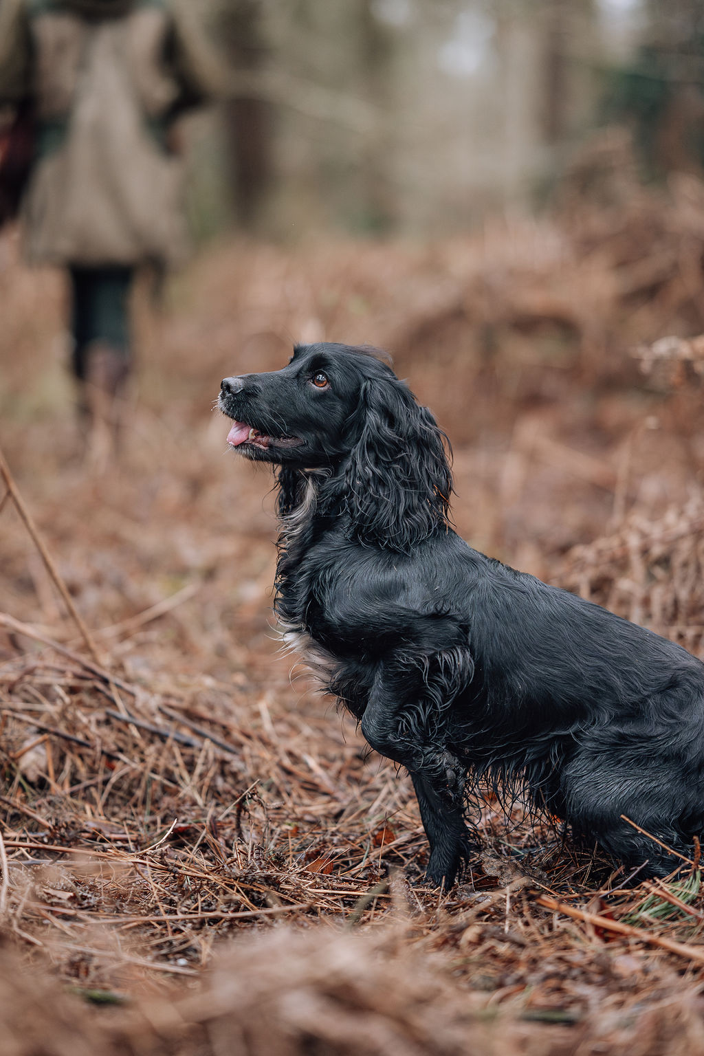 The Sussex Spaniel