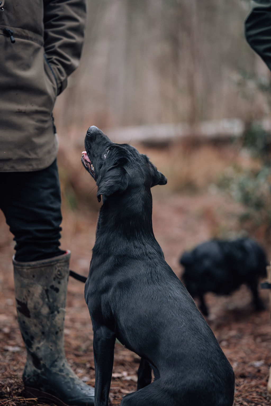 Show Dog Labs vs. Gundog Labs