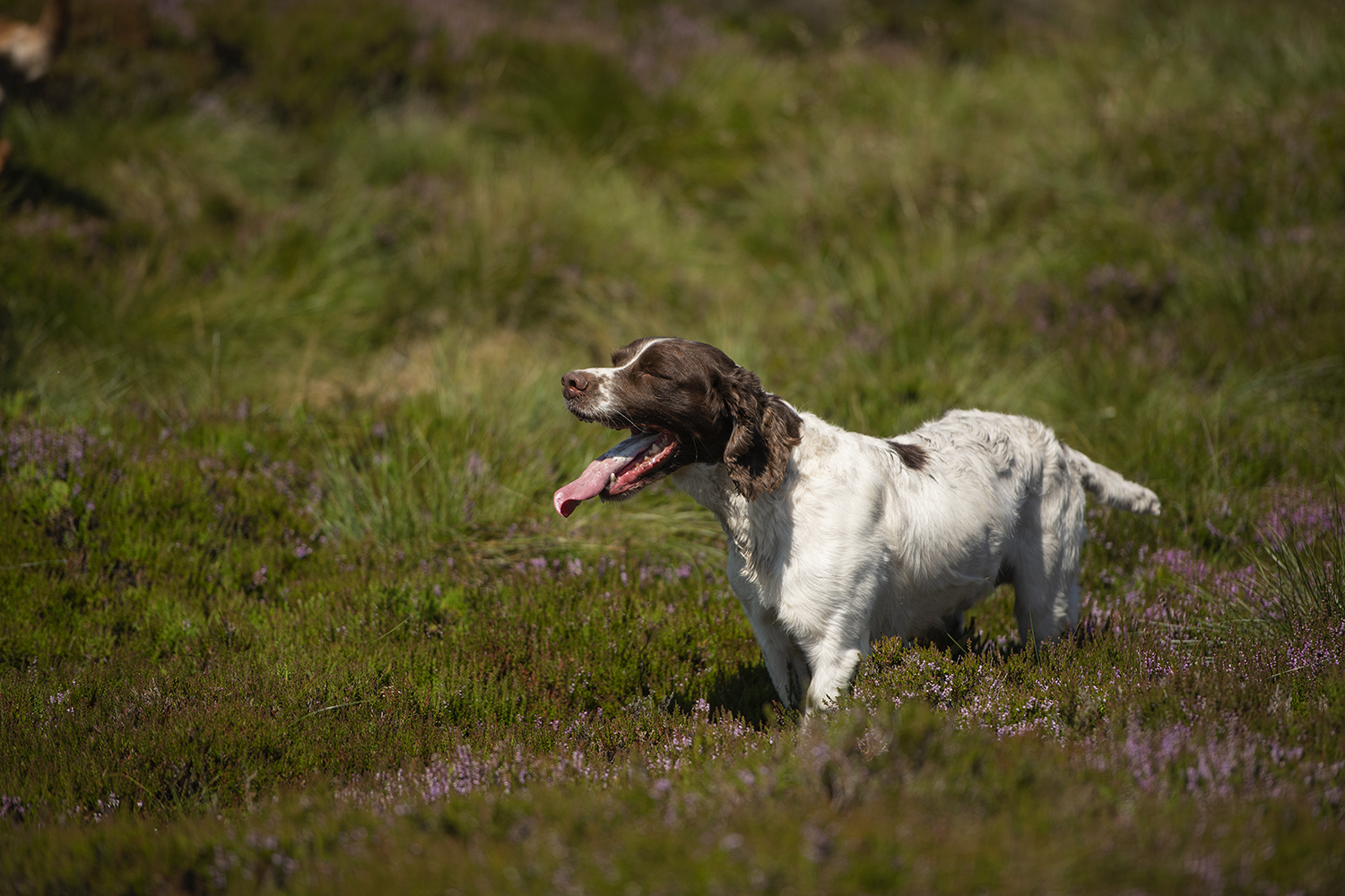 The English Springer Spaniel