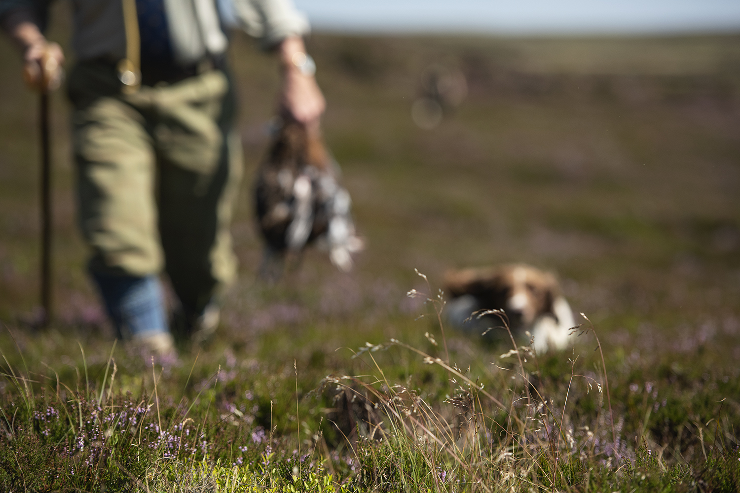 A Guide to the 18 Gun Dog Breeds in the UK