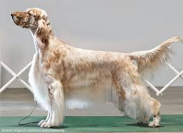 The English Setter