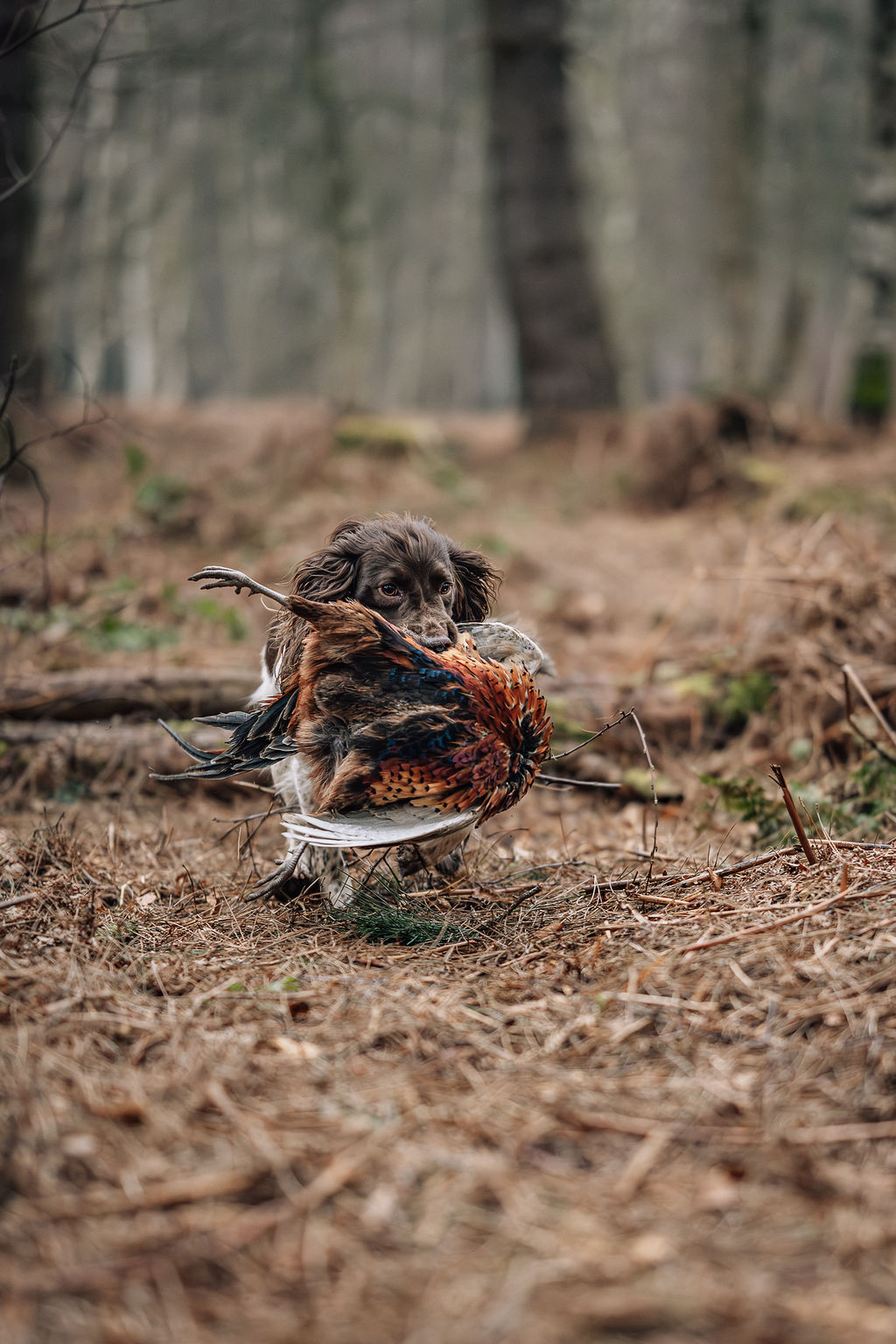 The Cocker Spaniel: A True Gun Dog Companion