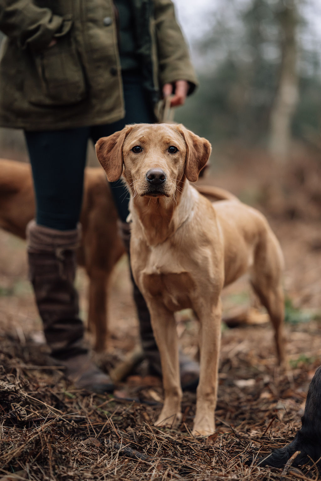 Working Labrador Retriever Guide