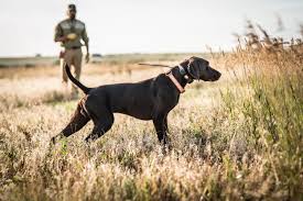 The Hungarian Vizsla